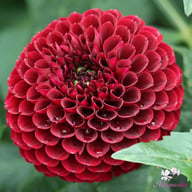 Black Pierre Dahlia Tuber