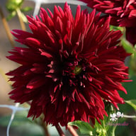Black Touch Dahlia Knöl