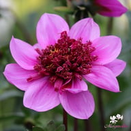 Blue Bayou Dahlia Tuber