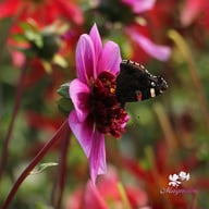 Blue Bayou Dahlia Tuber
