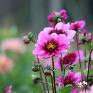 Blue Bayou Dahlia Tuber