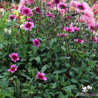 Blue Bayou Dahlia Tuber