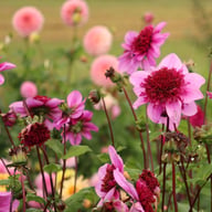 Blue Bayou Dahlia Tuber