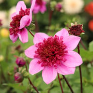 Blue Bayou Dahlia Tuber