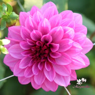 Blue Bell Dahlia Tuber
