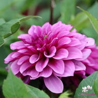 Blue Bell Dahlia Tuber