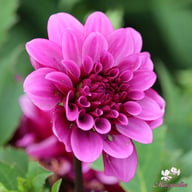 Blue Bell Dahlia Tuber