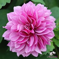 Blue Bell Dahlia Tuber