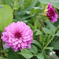 Blue Bell Dahlia Tuber