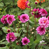 Blue Bell Dahlia Tuber