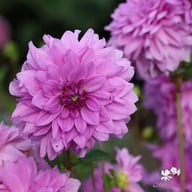 Blue Boy Dahlia Tuber
