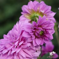 Blue Boy Dahlia Tuber