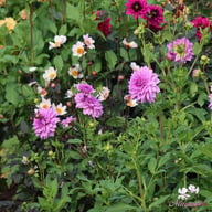 Blue Boy Dahlia Tuber