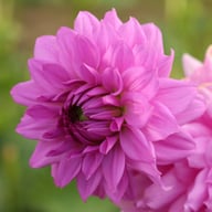 Blue Boy Dahlia Tuber