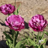 Blue Diamond Tulip Bulbs