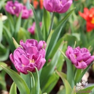 Blue Diamond Tulip Bulbs