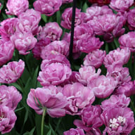 Blue Diamond Tulip Bulbs