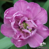Blue Diamond Tulip Bulbs
