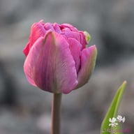 Blue Diamond Tulip Bulbs