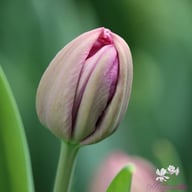 Blue Diamond Tulip Bulbs