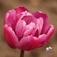 Blue Diamond Tulip Bulbs