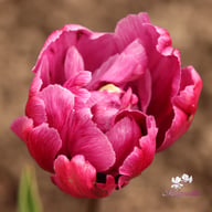 Blue Diamond Tulip Bulbs