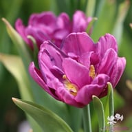 Blue Diamond Tulip Bulbs