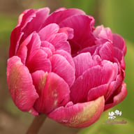 Blue Diamond Tulip Bulbs