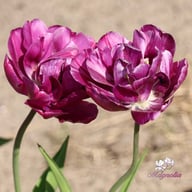 Blue Diamond Tulip Bulbs