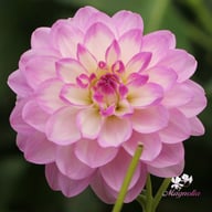 Blue Wish Dahlia Tuber