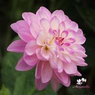 Blue Wish Dahlia Tuber
