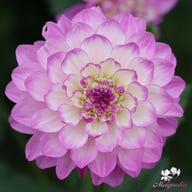 Blue Wish Dahlia Tuber