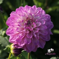 Blue Wish Dahlia Tuber