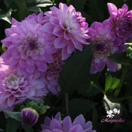Blue Wish Dahlia Tuber