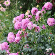 Blue Wish Dahlia Tuber