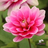Bluesette Dahlia Tuber