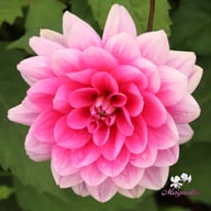 Bluesette Dahlia Tuber