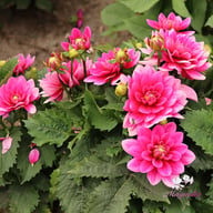 Bluesette Dahlia Tuber