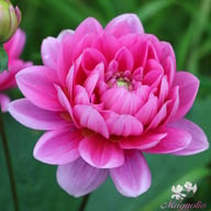 Bluesette Dahlia Tuber