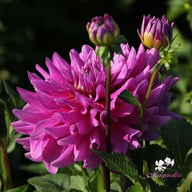 Bluetiful Dahlia Tuber