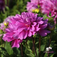 Bluetiful Dahlia Tuber
