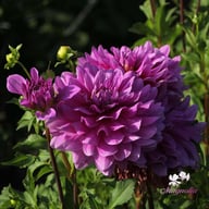 Bluetiful Dahlia Tuber