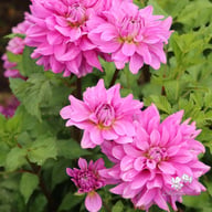 Bluetiful Dahlia Tuber