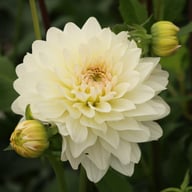 Blushing Idylle Dahlia Tuber