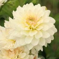 Blushing Idylle Dahlia Tuber