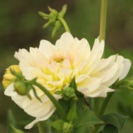 Blushing Idylle Dahlia Tuber