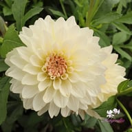Blushing Idylle Dahlia Knöl