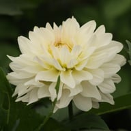 Blushing Idylle Dahlia Tuber
