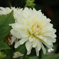 Blushing Idylle Dahlia Knöl