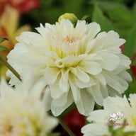 Blushing Idylle Dahlia Knöl